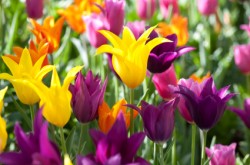 tulips